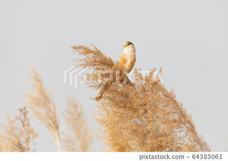 Reed Parrotbill bird 64383061