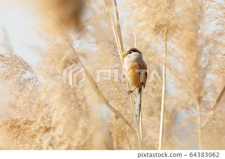 Reed Parrotbill bird Reed Parrotbill bird 64383062