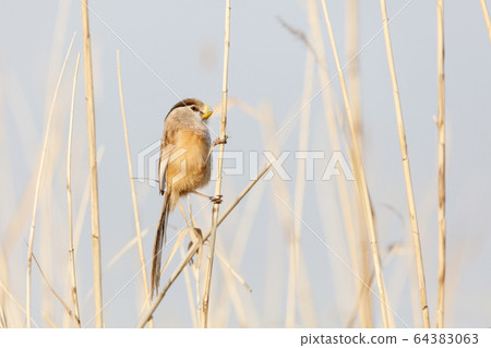 Reed Parrotbill bird Reed Parrotbill bird 64383063