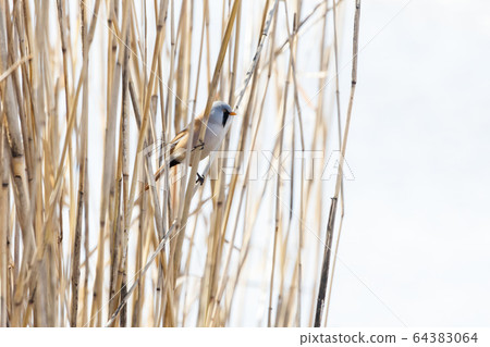 Bearded Tit bird Bearded Tit bird 64383064