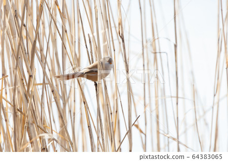 Bearded Tit bird Bearded Tit bird 64383065