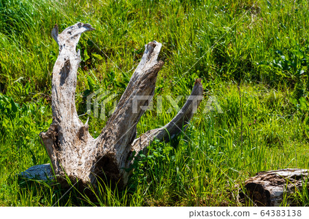Typhoon flooding driftwood Typhoon flooding driftwood 64383138