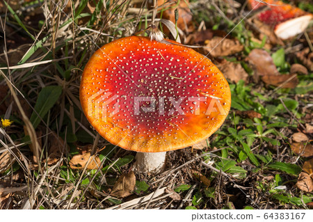 Red Amanita mushroom 64383167