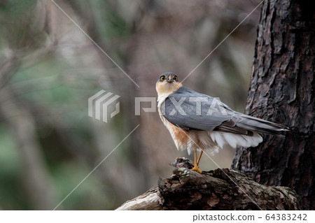 Spring hawk 64383242