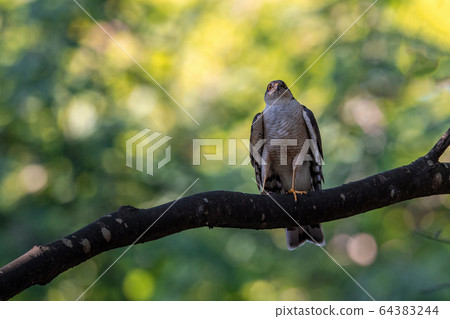 Summer hawk 64383244