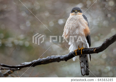 Spring hawk Spring hawk 64383285