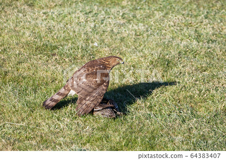 cooper's hawk juvenile 64383407