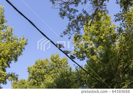 pigeon 64383688