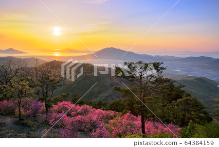 高麗桑杜鵑花 高麗桑杜鵑花 64384159