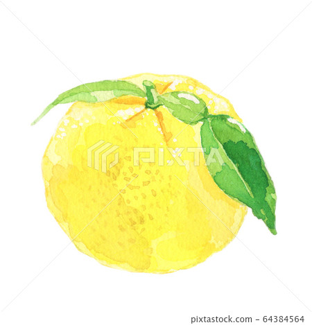 柚子水彩插圖 64384564