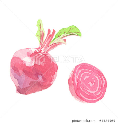 甜菜根水彩插圖 64384565