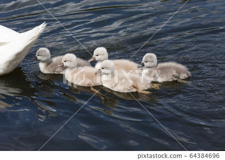 Mute swan baby 64384696