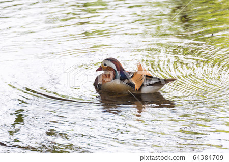 Male Mandarin duck Male Mandarin duck 64384709