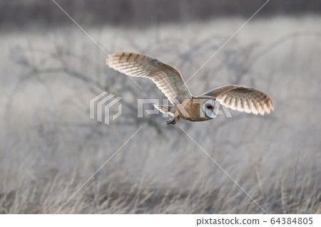 Barn owl hunting Barn owl hunting 64384805