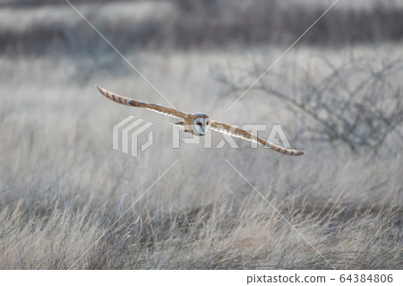Barn owl hunting Barn owl hunting 64384806