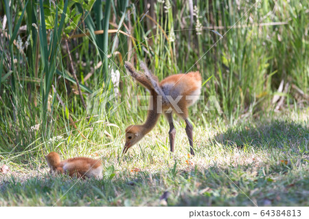 sandhill crane baby sandhill crane baby 64384813