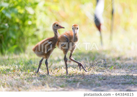 sandhill crane baby 64384815
