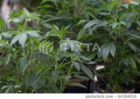 marijuana plant growing 64384816