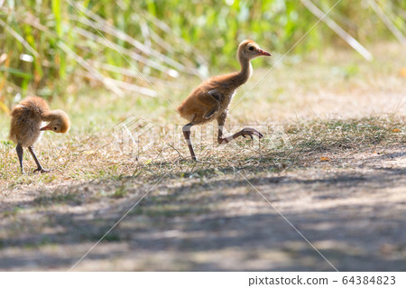 sandhill crane baby sandhill crane baby 64384823