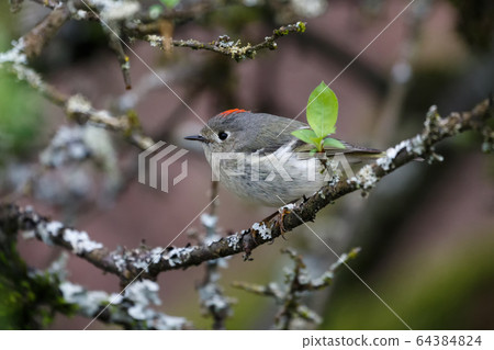 ruby crowned kinglet ruby crowned kinglet 64384824