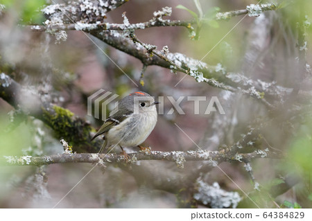 ruby crowned kinglet 64384829