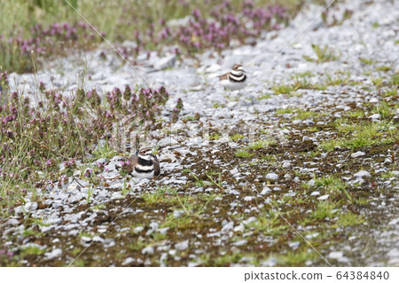Killdeer Bird nest 64384840