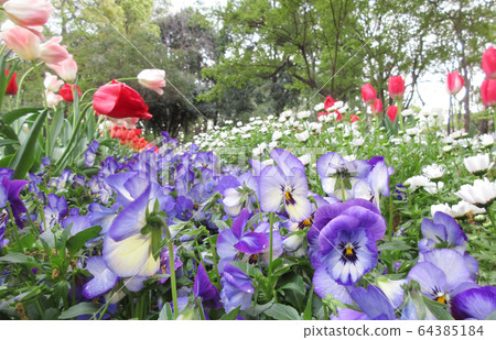 花壇 花壇 64385184