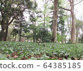 森林 64385185