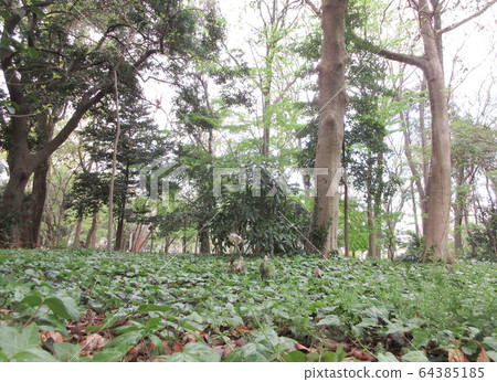 森林 64385185