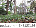 森林 64385186