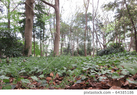 森林 64385186