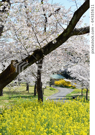 Spring breath Spring breath 64385611