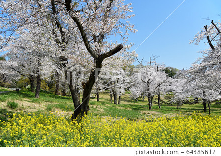 Spring breath Spring breath 64385612