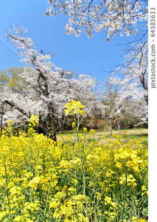 Spring breath Spring breath 64385613