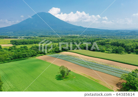 Twin cherry trees and Mount Yotei / Hokkaido Niseko tourism image 64385614