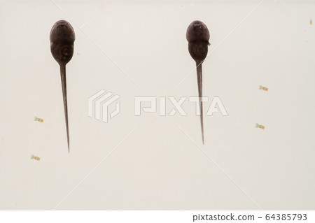spawn from frog spawn from frog 64385793