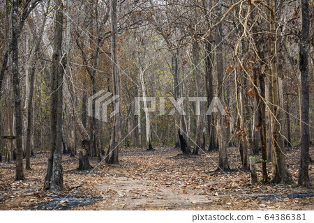 The tree during dry season , forest or bush fire in Thailand 64386381