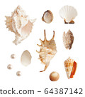 Set of sea shells and pearls, isolated photo 64387142