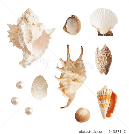 Set of sea shells and pearls, isolated photo Set of sea shells and pearls, isolated photo 64387142
