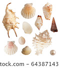 Set of sea shells and pearls, isolated photo 64387143