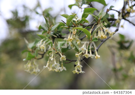 Gummy Gummy 64387304