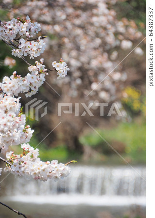 小川櫻花 64387337