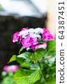 繡球花在雨中濕潤 64387451