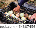 新洋蔥的收穫 64387456