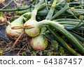 新洋蔥的收穫 64387457