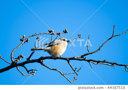 Wild Bird Moss Wild Bird Moss 64387518