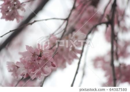 Drooping cherry tree 64387580