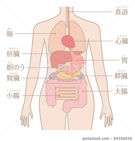 Human body (organs and internal organs) Human body (organs and internal organs) 64388039