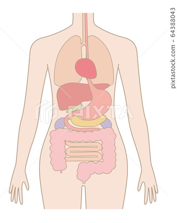 Human body (organs and internal organs) 64388043