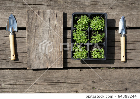 small green tobacco (Nicotiana rustica, mapacho, ) small green tobacco (Nicotiana rustica, mapacho, ) 64388244